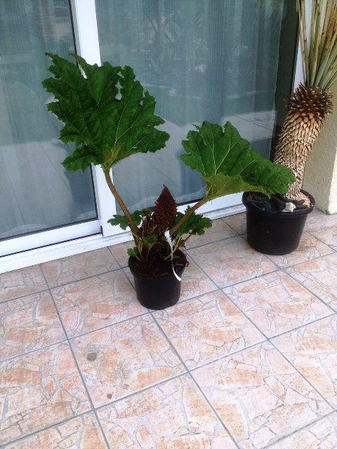 gunnera 1 .JPG