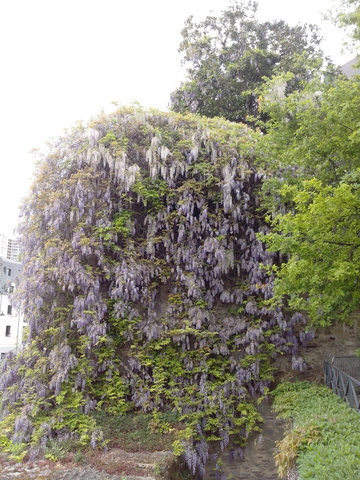 une cascade de glycine