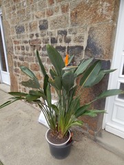 ta daaaaaa! aujourd'hui voici la fleur qui c'est ouverte bon ce qui est curieux c'est que je n'ai que une hampe florale qu'en pencer vous?<br />meme sont etat?moi il me semble en bonne santer