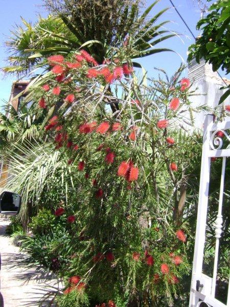 24%20juin%202010%20Callistemon%20rigidus.jpg