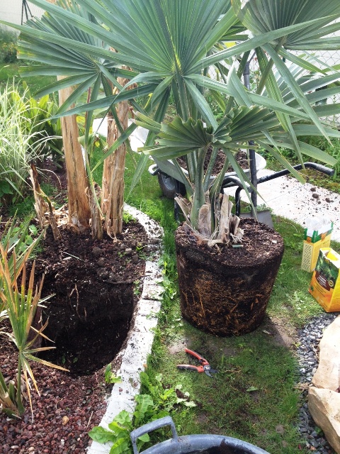 plantation minor1.JPG