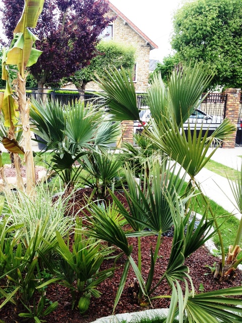 plantation minor2.JPG