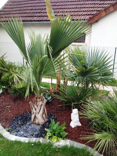 plantation minor3.JPG