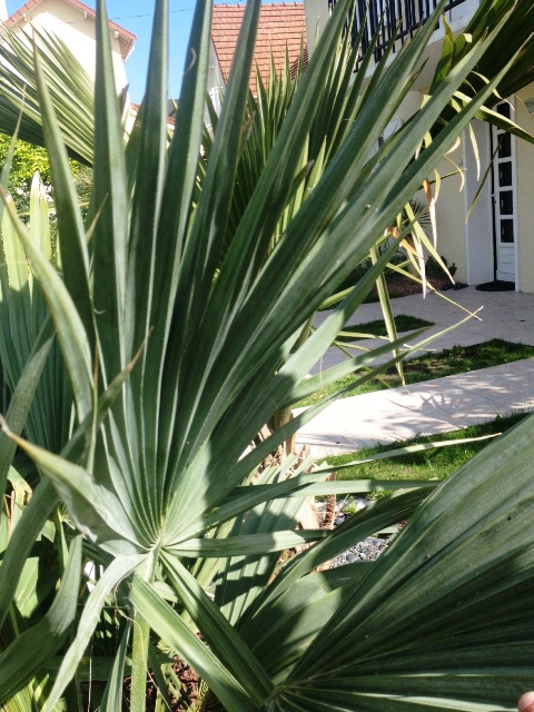 palme sabal1.JPG