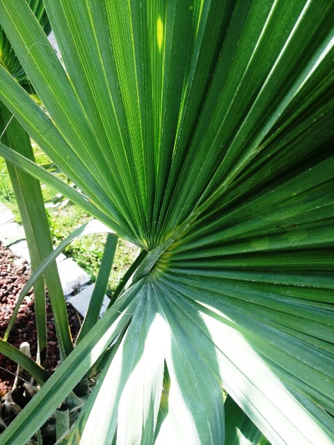 palme sabal2.JPG