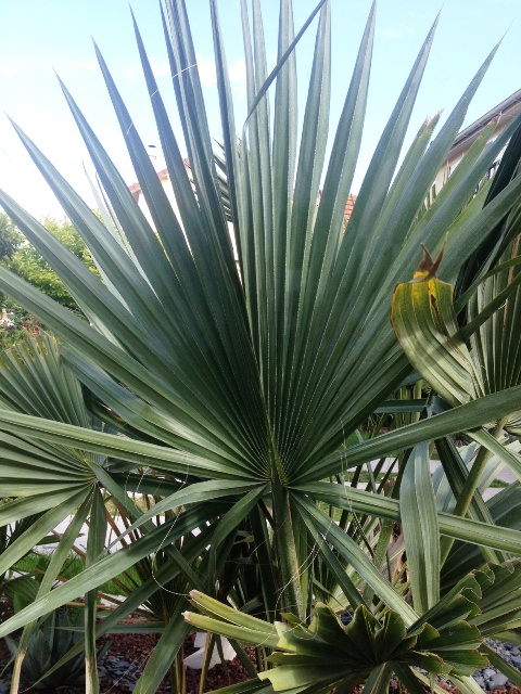 palme sabal.JPG