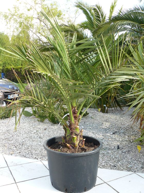 Jubæa chilensis resized.jpg