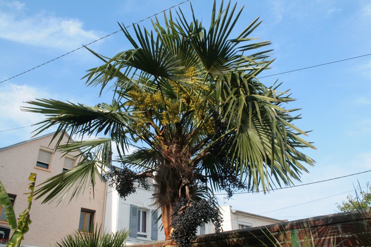 femelle trachycarpus flowering.jpg