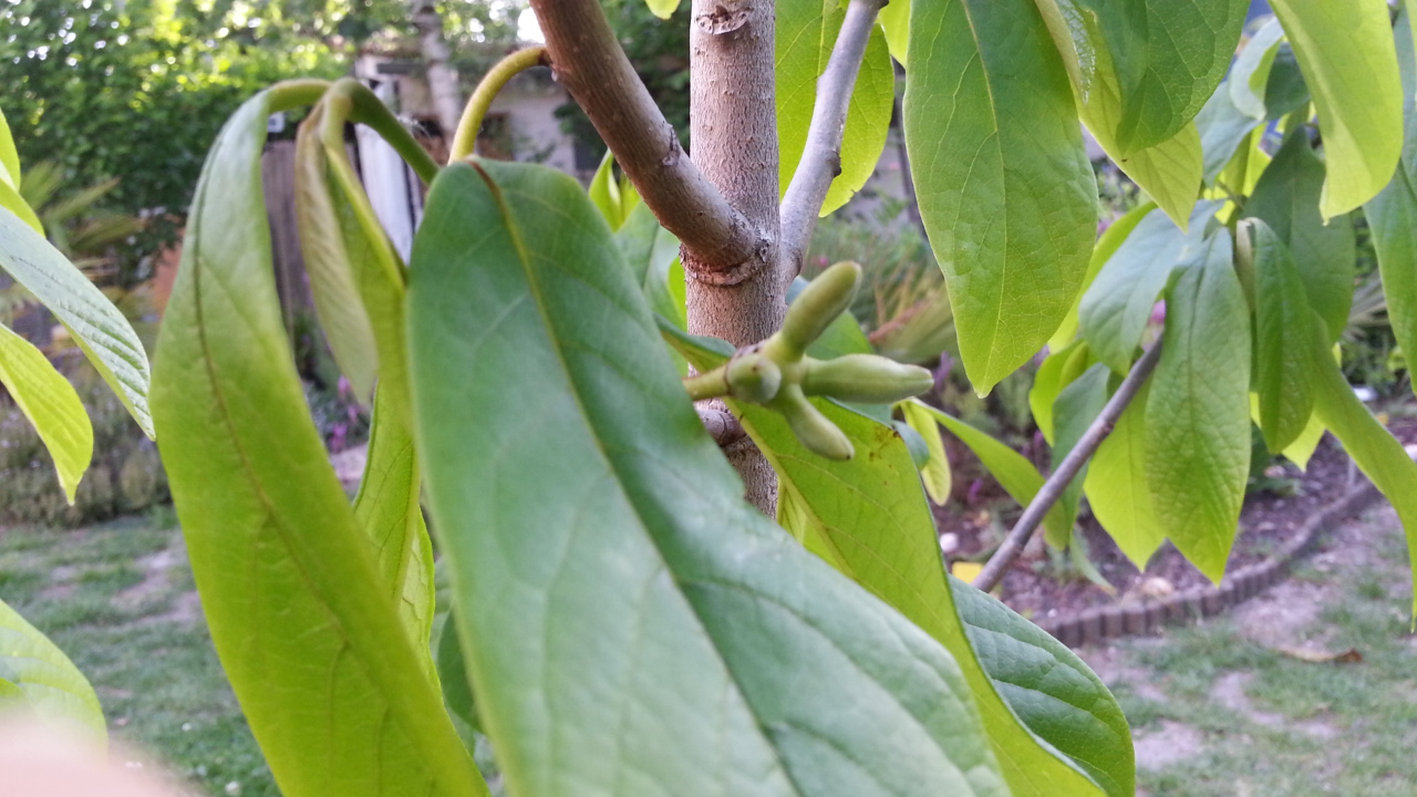 Paw paw en formation