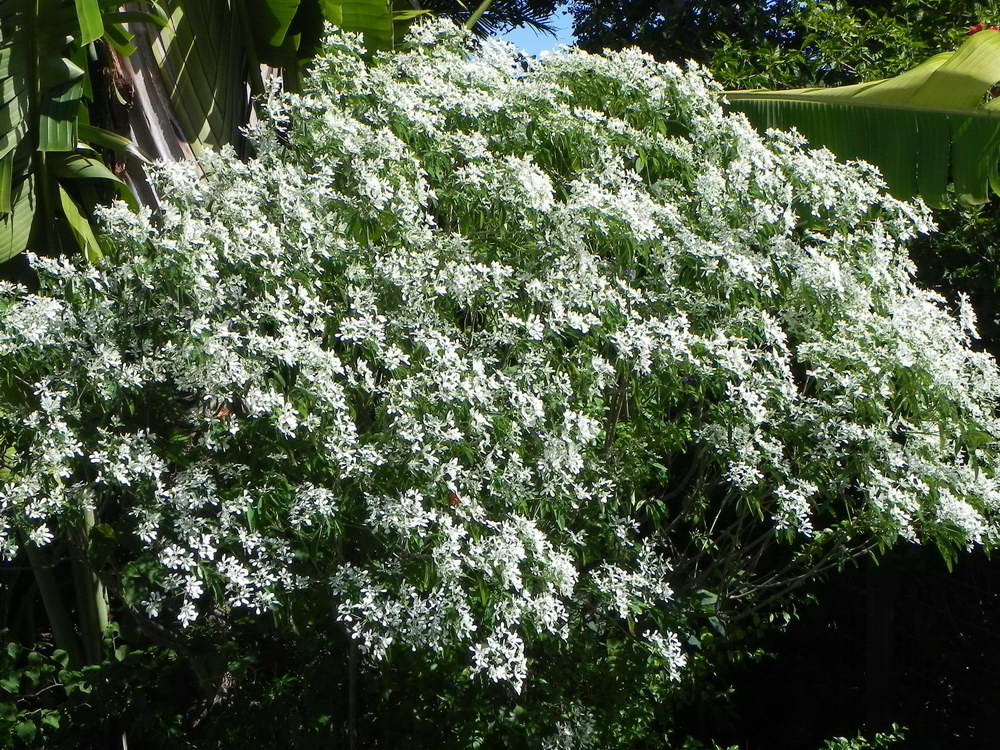 Euphorbia leucocephala 01.JPG