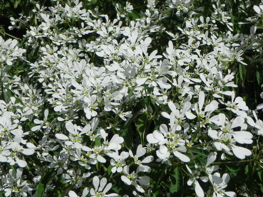 Euphorbia leucocephala 02.JPG