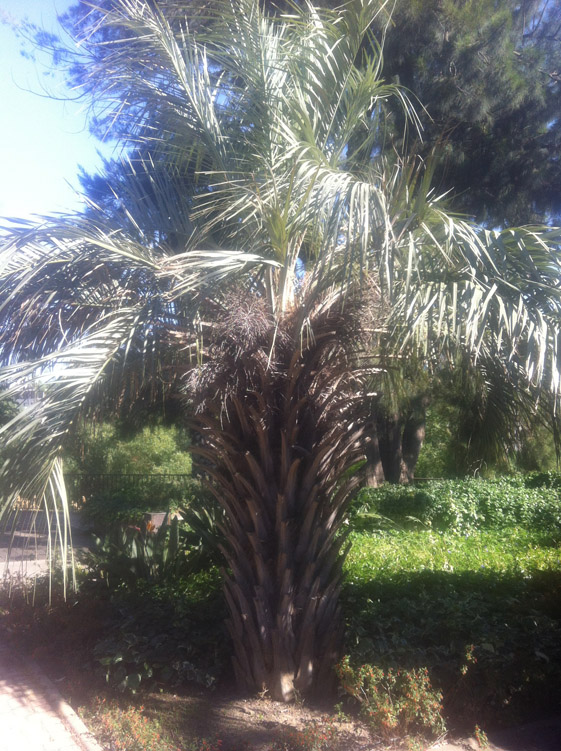 ?? X Jubutia ??