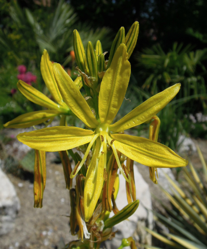 Asphodelina lutea