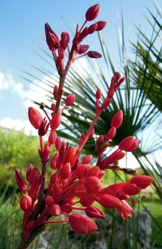 Hesperaloe parviflora