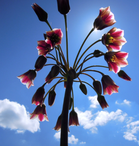 Allium siculum