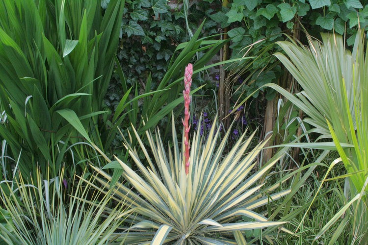 yucca filamentosa floraison.jpg