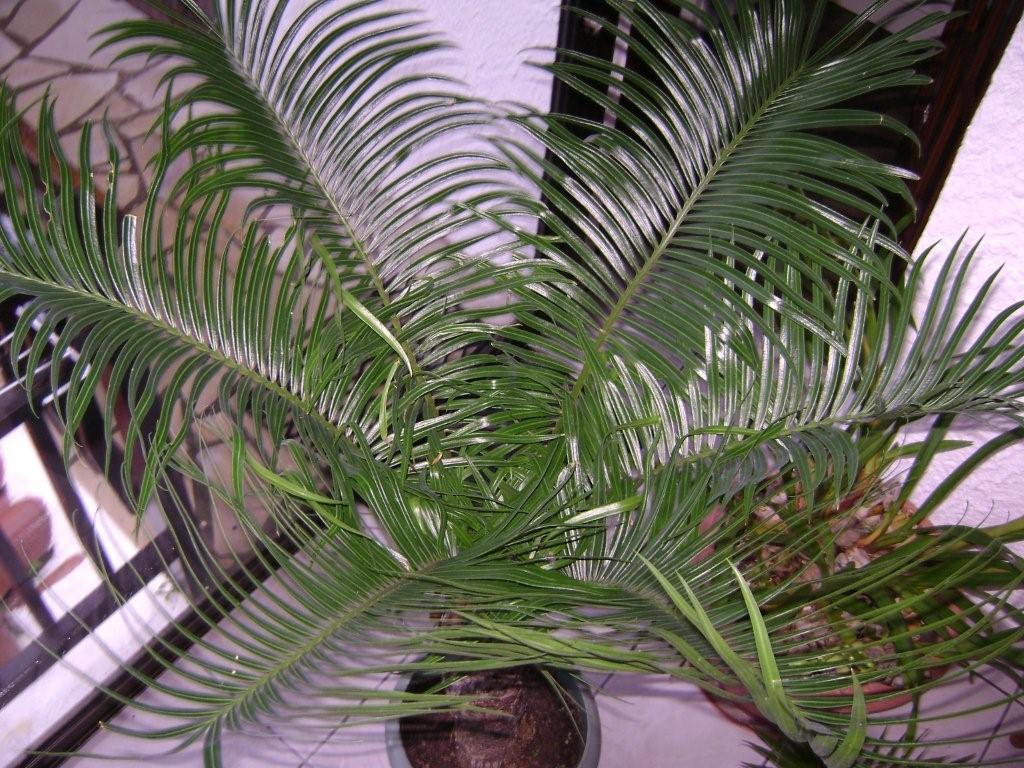 Cycas circinalis  vue de dessus