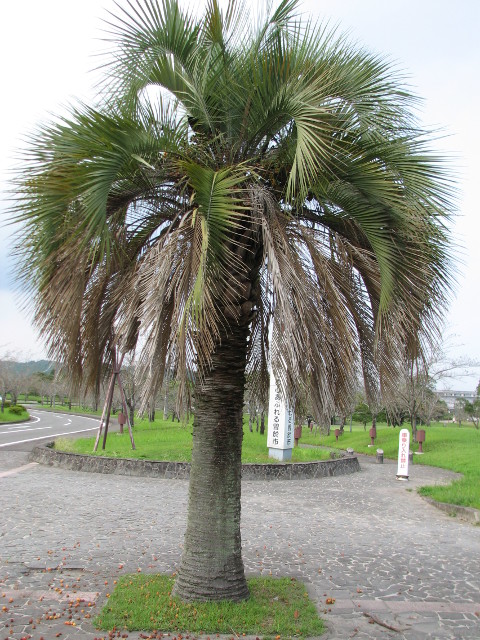 Palmier A