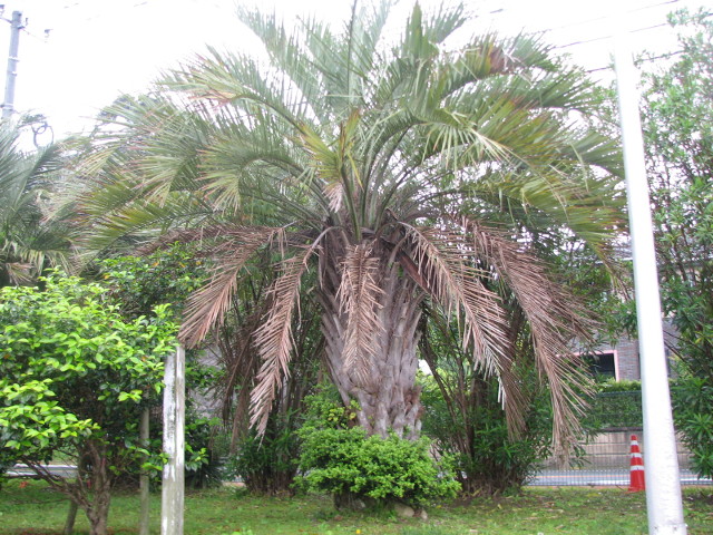 Palmier B