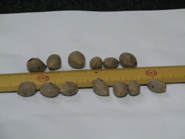 Palmier A