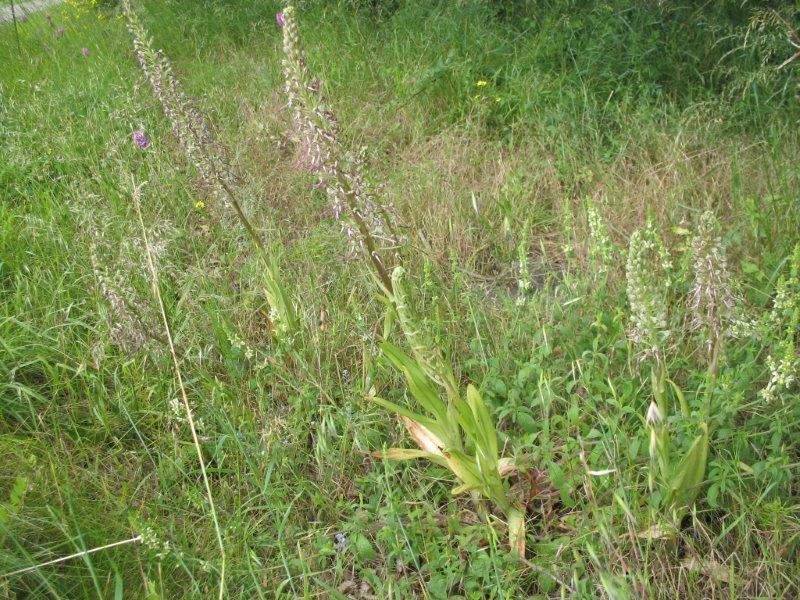 Bouquet d'orchidées