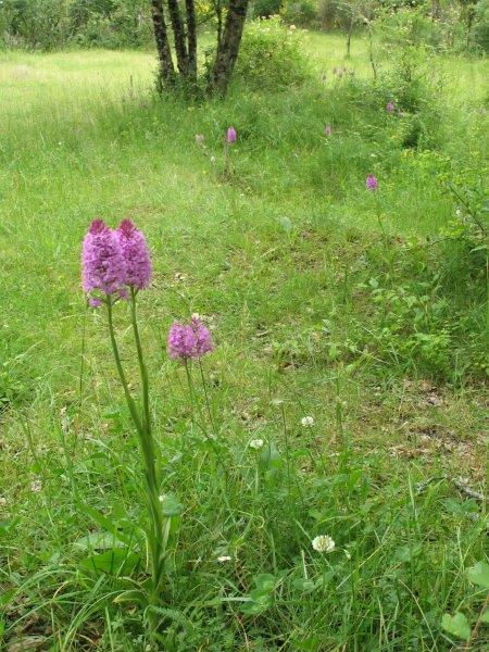 Prairie d'orchidées