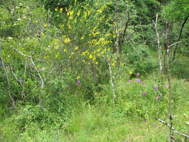 Eglantier, genêt d'Espagne et orchidées