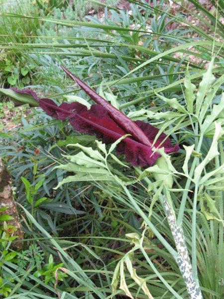 Arum serpentaire