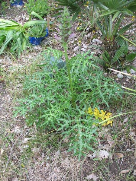 Acanthus spinosus