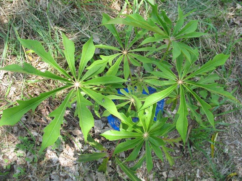 Nouvelle pousse du Schefflera rhododendrifolia