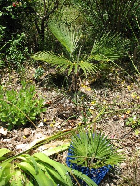 Mes Trachycarpus favoris, les princeps!