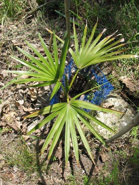 Livistona nitida...quatrième année