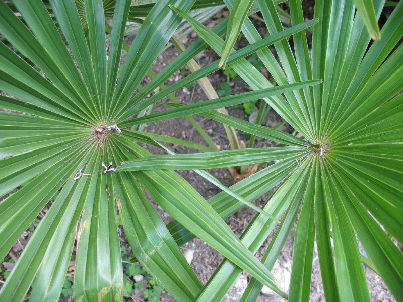 Trachycarpus nova