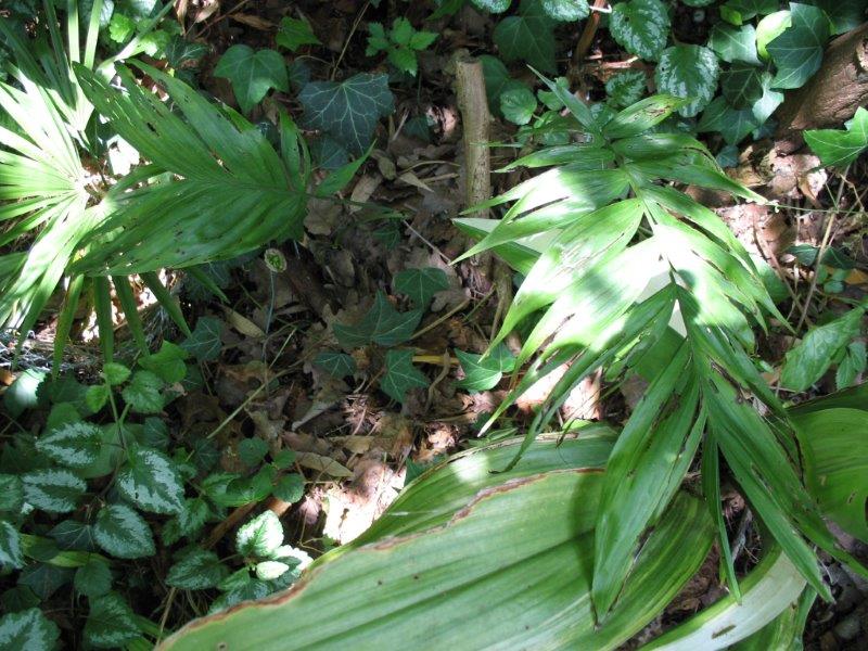 Chamaedorea sp. mexicana, troisième année en terre, et à gauche petit Trachycarpus martianus 'nepal'.