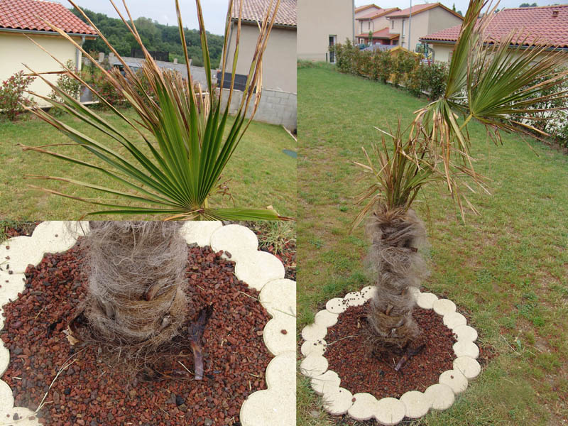 comp palmier.jpg