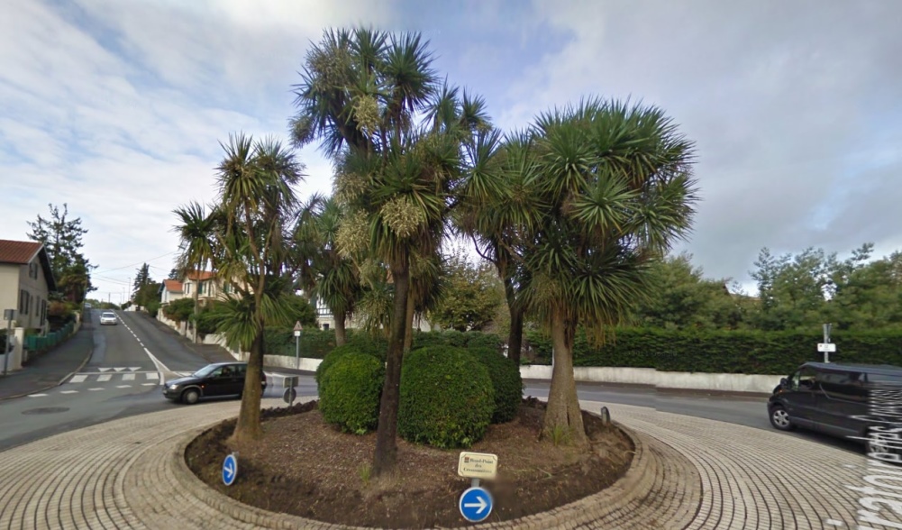 cordylline3.jpg