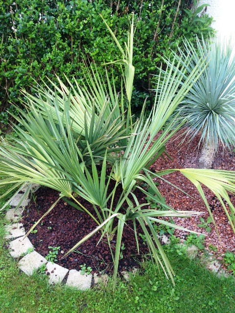 SABAL 2014.jpg