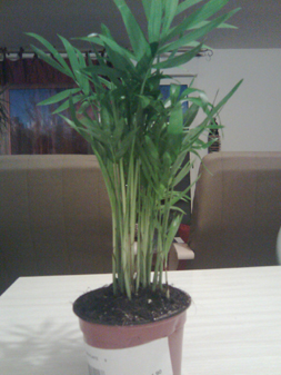 quelle est cette plante.JPG