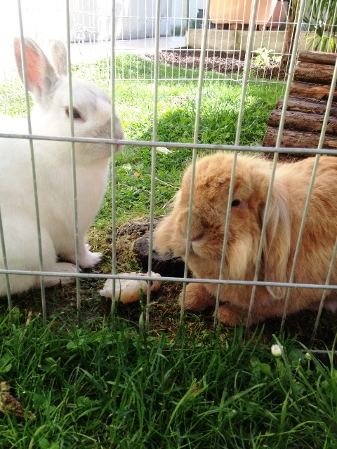 lapins.jpg