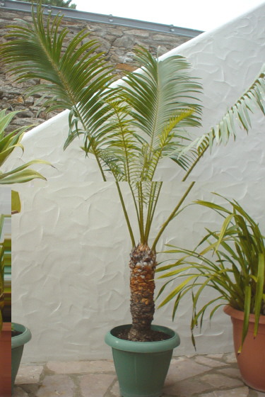 Cycas circinalis var. javana<br />Trouvé poussant Ã   l'état naturel