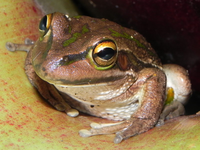 Litoria aurea.JPG