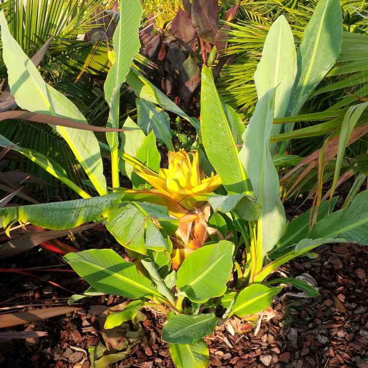 Musella en début de floraison