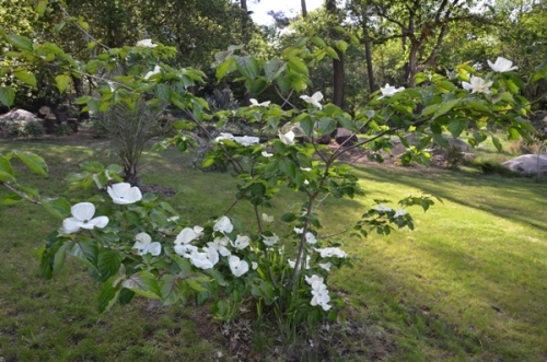 Le Cornus Venus qui a dépassé les 2m cette année