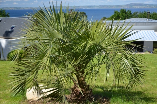 Le Butia Gigantea