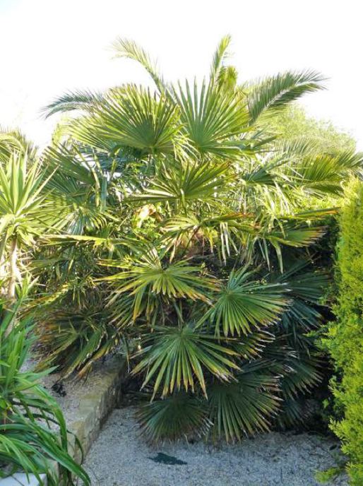 T. fortunei de 11 ans d'âge.