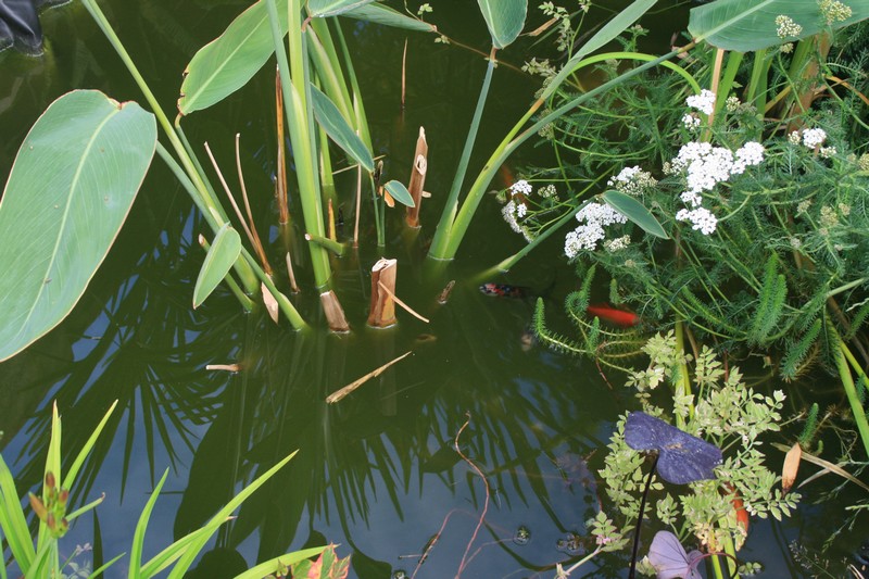 bassin 29 juin 2014.jpg