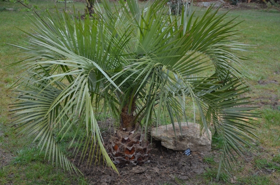 Le Butia Gigantea sous un autre angle