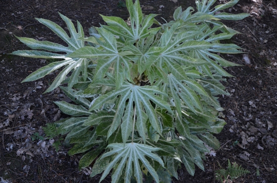 Le Fatsia Web Spirit qui s'éclate dans le sous-bois en terre acide