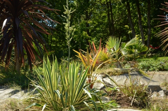Yucca en fleurs