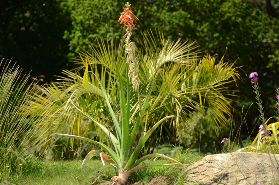 Aloé Eckolis